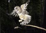 In this May 8, 2003, file photo, a northern spotted owl flies after an elusive mouse jumping off the end of a stick in the Deschutes National Forest near Camp Sherman, Ore.