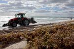A tractor plows seaweed that washed ashore in March in Fort Lauderdale, Fla. This summer, a huge mass of sargassum seaweed that has formed in the Atlantic Ocean is expected along Florida and other coastlines. The sargassum, a naturally occurring type of macroalgae, spans more than 5,000 miles.