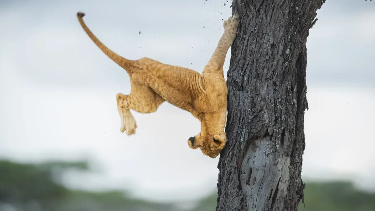 We’re not lion: The 2022 Comedy Wildlife Photography Awards are a good laugh