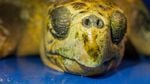 Officials at the Oregon Coast Aquarium say this turtle died Feb. 13, 2017 after being stunned by cold waters off Oregon's coast.