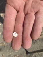 A white hand holds a tiny shell from the soil.