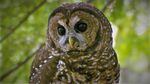 The northern spotted owl is on a slow but steady course toward extinction. 