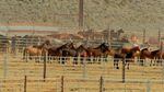 The collection of pens at the Oregon BLM corrals near Burns have held from 600 to more than 1000 horses at a time in recent years.
