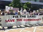 Dozens of protesters rallied at a federal building in Portland, calling for the government to stop killing cormorants.