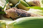 Green corn harvested at an Oregon State University experimental plot at Myrtle Creek Farm in Myrtle Creek, Ore., Oct. 3, 2022. 