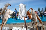 Salmon cooks over a fire at the 24th annual Salmon Bake in Bend, Ore. on May 18, 2024. The salmon was prepared by Sandra Greene and family members of the Warm Springs Confederated Tribes.