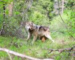 A wolf in a forest is seen with a radio collar on its neck.