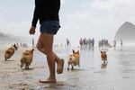 Four corgis chase after a toy along the Oregon coast during the 2016 Oregon Corgi Beach Day at Cannon Beach. The Oregon Humane Society estimated more than 900 corgis were brought to the event.