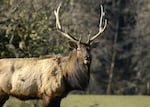 This 2005 file photo shows a bull elk.