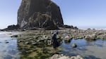 While shuffling through the tide pool in front of Haystack Rock in Cannon Beach, a young man spots a mole crab in the sand. 