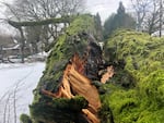 Large tree fell in Eastmoreland in Portland on Monday.