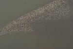 More than 6,000 harbor seals were documented near the mouth of the Columbia River at Desdemona Sands.