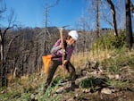 Gabi Huerta, with the Eastern Sierra Conservation Corps, replants trees in Sequoia and Kings Canyon National Parks.