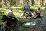 
The grizzly bear population in the Greater Yellowstone Ecosystem grew from less than 200 bears in the 1980s to more than 1,000 today. Ten percent of those bears wear GPS collars.