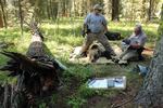 
The grizzly bear population in the Greater Yellowstone Ecosystem grew from less than 200 bears in the 1980s to more than 1,000 today. Ten percent of those bears wear GPS collars.