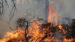 Manzanita and other low brush are targets of some prescribed burns in central Oregon.