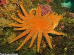 Sunflower sea star in off Olympic Coast in 2013.0