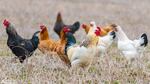 Highly pathogenic avian influenza has hit backyard flocks as well as commercial chicken operations across the United States.