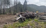 Piles of wood and slash that have been salvaged from areas that burned. They will be used to create woody habitat structures once the channels are excavated.