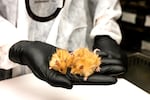 A woolly mouse, a breed created by scientists using genetical modifications.