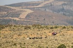 A group of wild mustangs runs through sagebrush as a helicopter follows them in the air. The horse at the front of the group is white, and the others are dark colored.