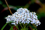 White Yarrow Achillea Millenfolium at Rocky Shores site, early September 2026.