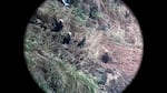 Two pairs of mated puffins standing outside their burrows on Haystack Rock.