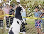 School administrators say the students are super curious about the goats and vice versa.