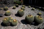 Endangered barrel cactuses known as biznaga are seen growing inside the botanical gardens of the National Autonomous University of Mexico in Mexico City.
