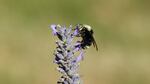 A wild bumblebee. Wild bees are important pollinators, in part because they feed on pollen and nectar for their entire life cycles