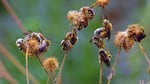 Sleeping long-horned bees greet students at the first Oregon Bee School at OSU.