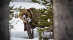 A grizzly bear in the snow at Yellowstone National Park, Nov. 20, 2014.