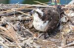 An osprey crouches over two chicks and an unhatched egg.