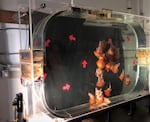 Pacific sea nettles swirl in a kreisel tank in the lab at the Oregon Coast Aquarium.