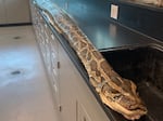 The 19-foot python was caught and killed because it's an invasive species in Florida. The state permits hunters and residents to humanely catch and kill the snakes to prevent them from wreaking havoc on the ecosystem.