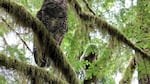 Spotted Owl