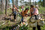 Tree planters stop to sample some wild berries during a long walk out to their crew vehicles