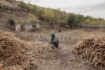 A woman, seated, looks for corn among stalks in the partially abandoned village of Roşietici, Moldova, Oct. 10, 2023. The country's villages have lost much of their population in the past decades.