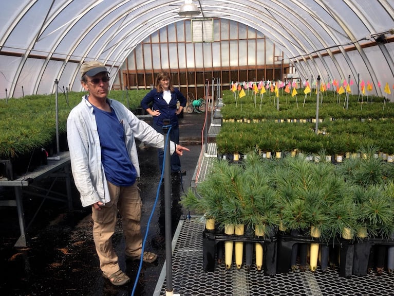 At the Dorena Genetic Resource Center, Richard Sniezko grows whitebark pine saplings, seeking out those able to resist invasive blister rust.