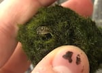 Fingers hold a mossy-looking marimo ball, which contains a tiny zebra mussel barely visible inside.