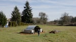 A woman walks to a small structure of above ground composting bins on a sunny winter day.