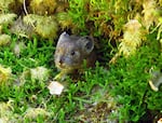 In this file photo, an American pika is nestled in mossy scree in the Columbia River Gorge.