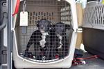 Nadine and Nelson wait for their fur-ever home. 