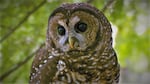The northern spotted owl is on a slow but steady course toward extinction.