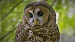 The northern spotted owl is on a slow but steady course toward extinction. 