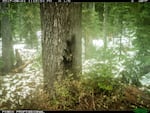 A trail camera photo shows the first evidence of a fisher born in the South Cascades since these weasel-like carnivores were reintroduced to the area in 2015-16.