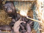 A mink and her kits. The Oregon Department of Agriculture is requiring mink ranchers to vaccinate their animals against COVID-19 this summer.