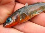 Seawater male stickleback