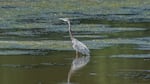 Plenty of wildlife can be seen on the banks of the Lake River tributary, located near the Ridgefield National Wildlife Refuge.