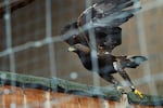 A juvenile golden eagle rehabilitated by Washington State University wildlife veterinarians takes flight, Jan. 25, 2024, after being released into an aviary operated by the Confederated Tribes and Bands of the Yakama Nation on the Yakama Indian Reservation in Washington state.